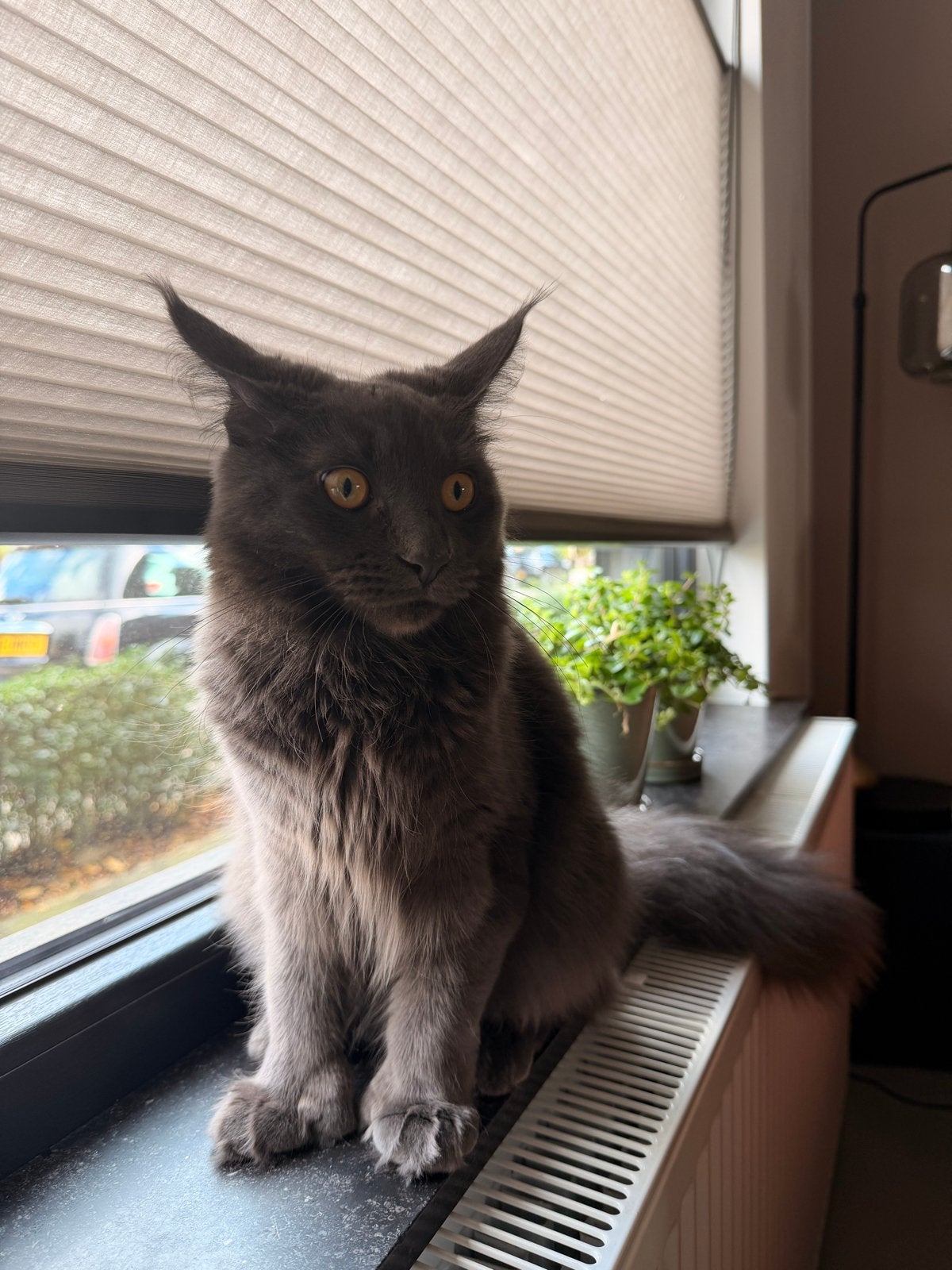 Maincoon Raya van 9 maandjes oud vrouwjte, Dieren en Toebehoren, Poes, Langharig, 0 tot 2 jaar
