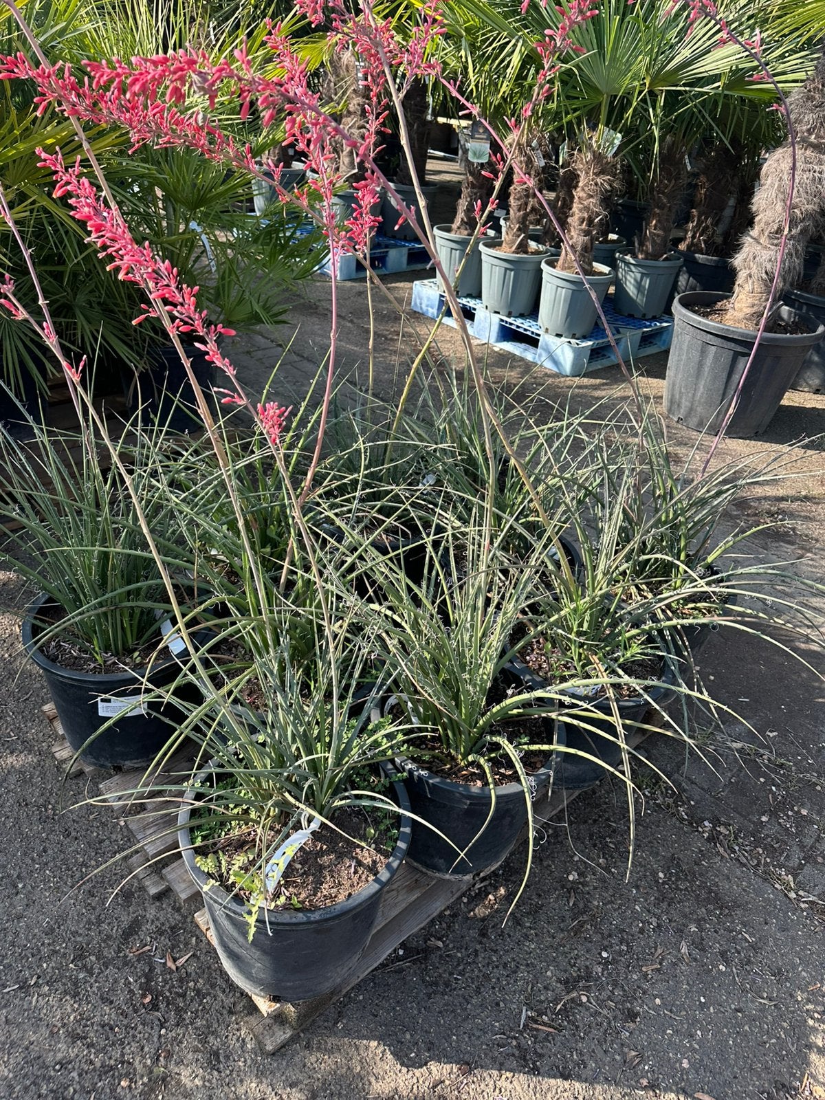 Hesperaloe planten, Ophalen of Verzenden