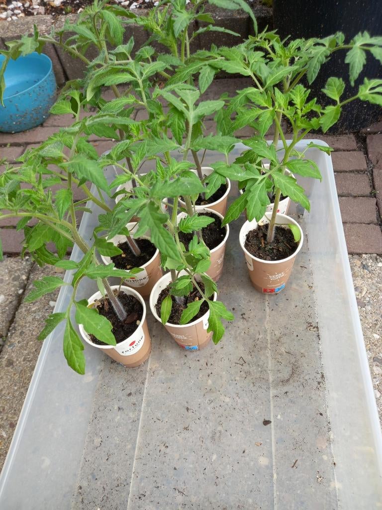 Tomaten plantjes, Ophalen, Eenjarig, Groenteplanten, Volle zon
