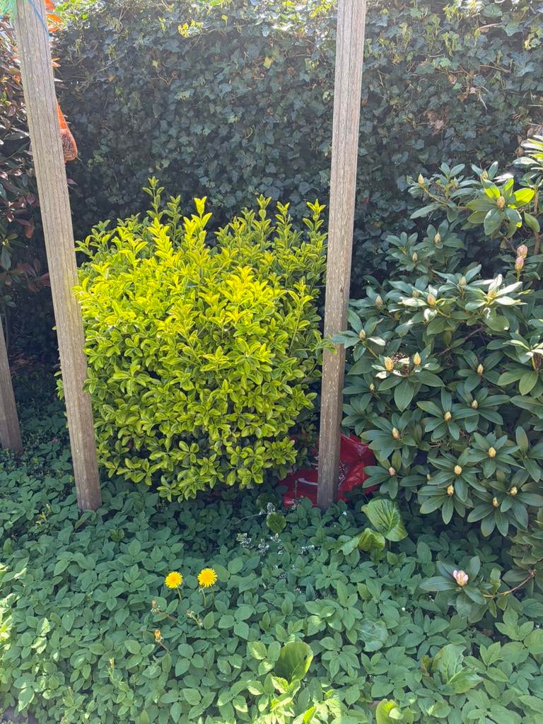 Bomen en planten, Tuin en Terras, Ophalen, Volle zon, Overige soorten