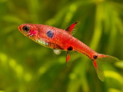 Boraras maculatus - Dwergrasbora - Koidream Valburg, Vis, Zoetwatervis