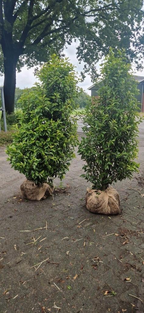 grote portugese laurier taxus etna elly genolia rotundifolia, Tuin en Terras, Planten | Struiken en Hagen, Ophalen of Verzenden