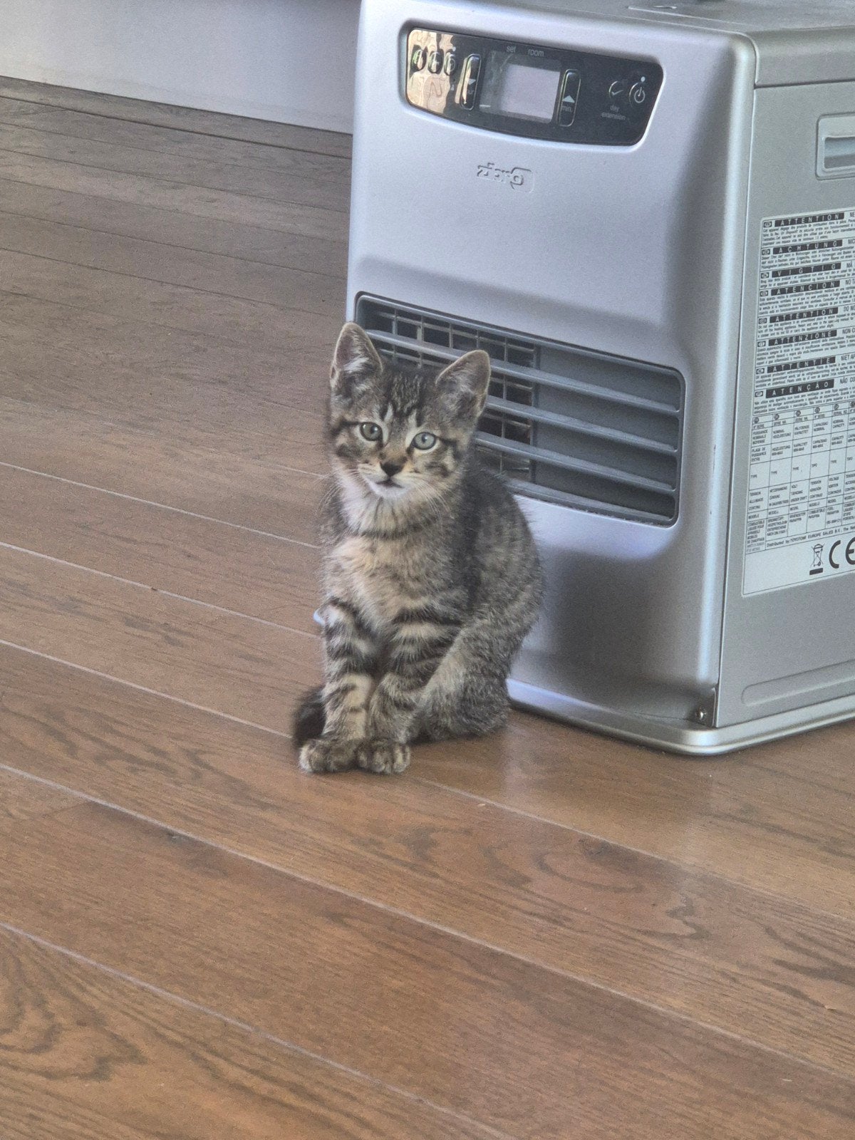 Kater kitten, Ophalen