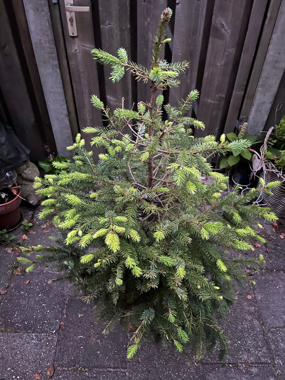 Picea abies 'Will's Zwerg' (Fijnspar) - Compacte Kerstboom, Volle zon, Vaste plant, Bloeit niet, Ophalen