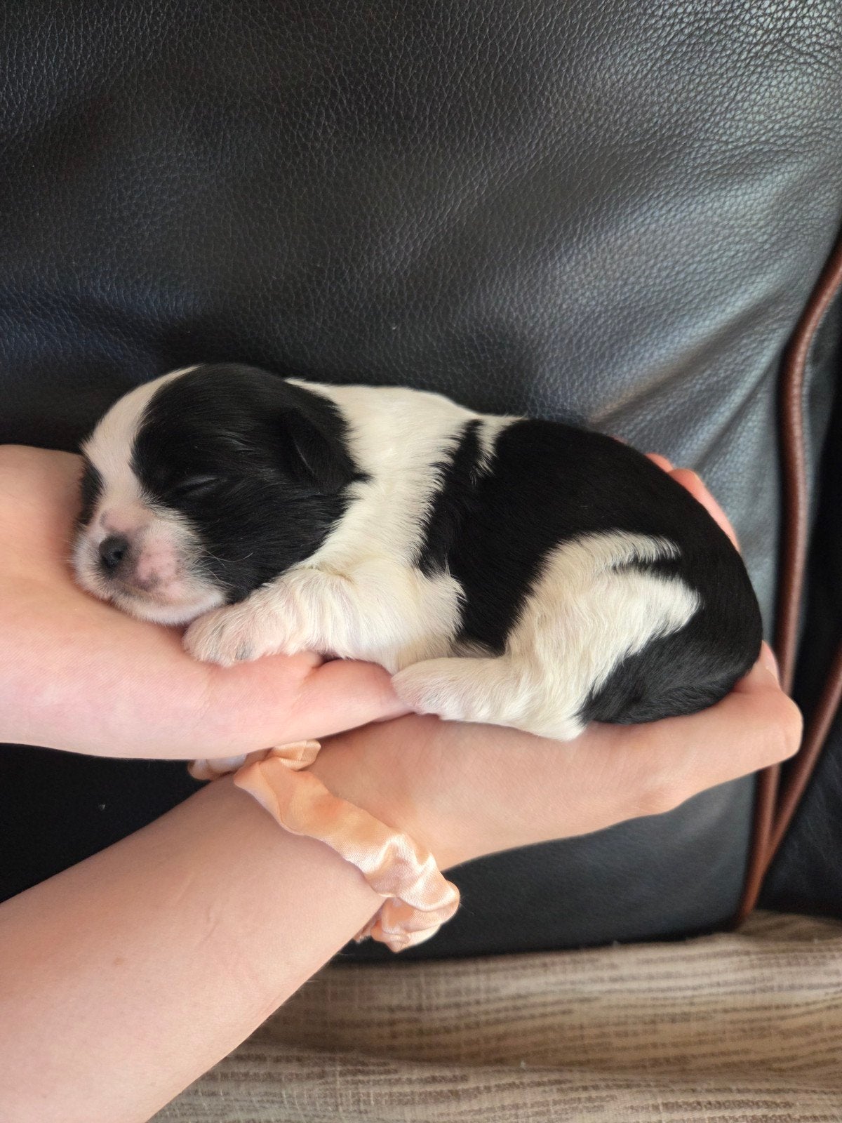 Lieve boomer pup  zoekt een liefdevol thuis, Overige rassen, 8 tot 15 weken, Meerdere, Meerdere dieren