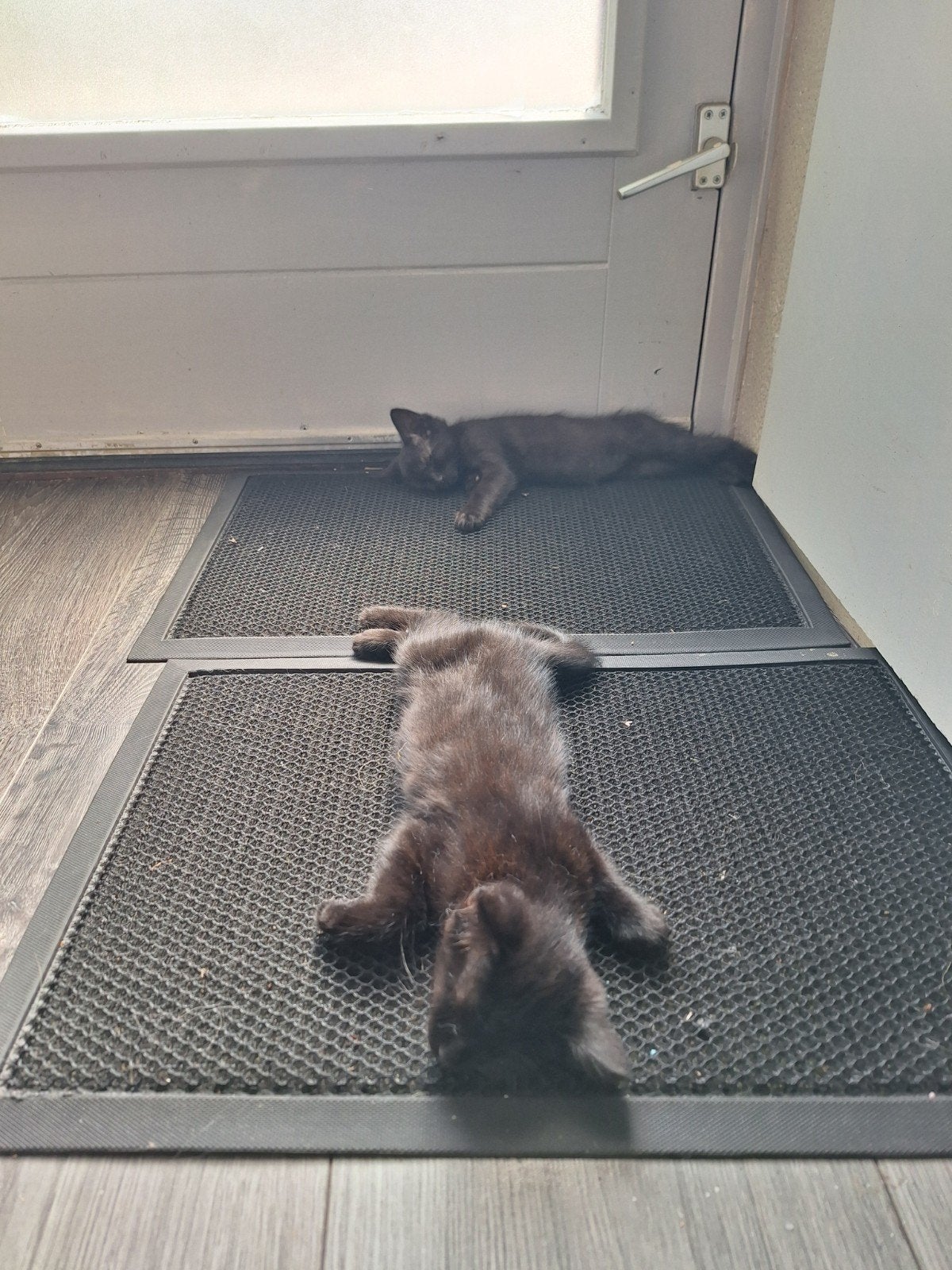 2 lieve halve ragdoll dametjes zoeken een liefdevol huisje, Meerdere dieren
