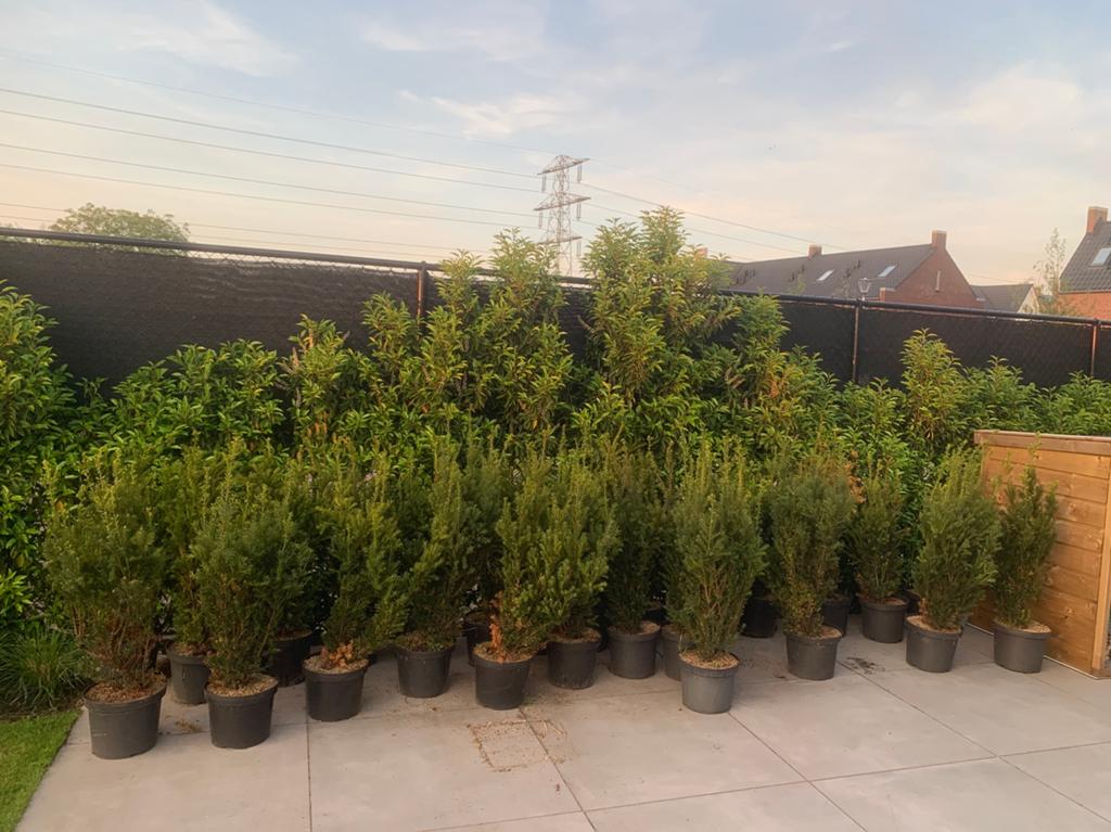 Partij taxus, Ophalen of Verzenden, Taxus, Haag, 100 tot 250 cm