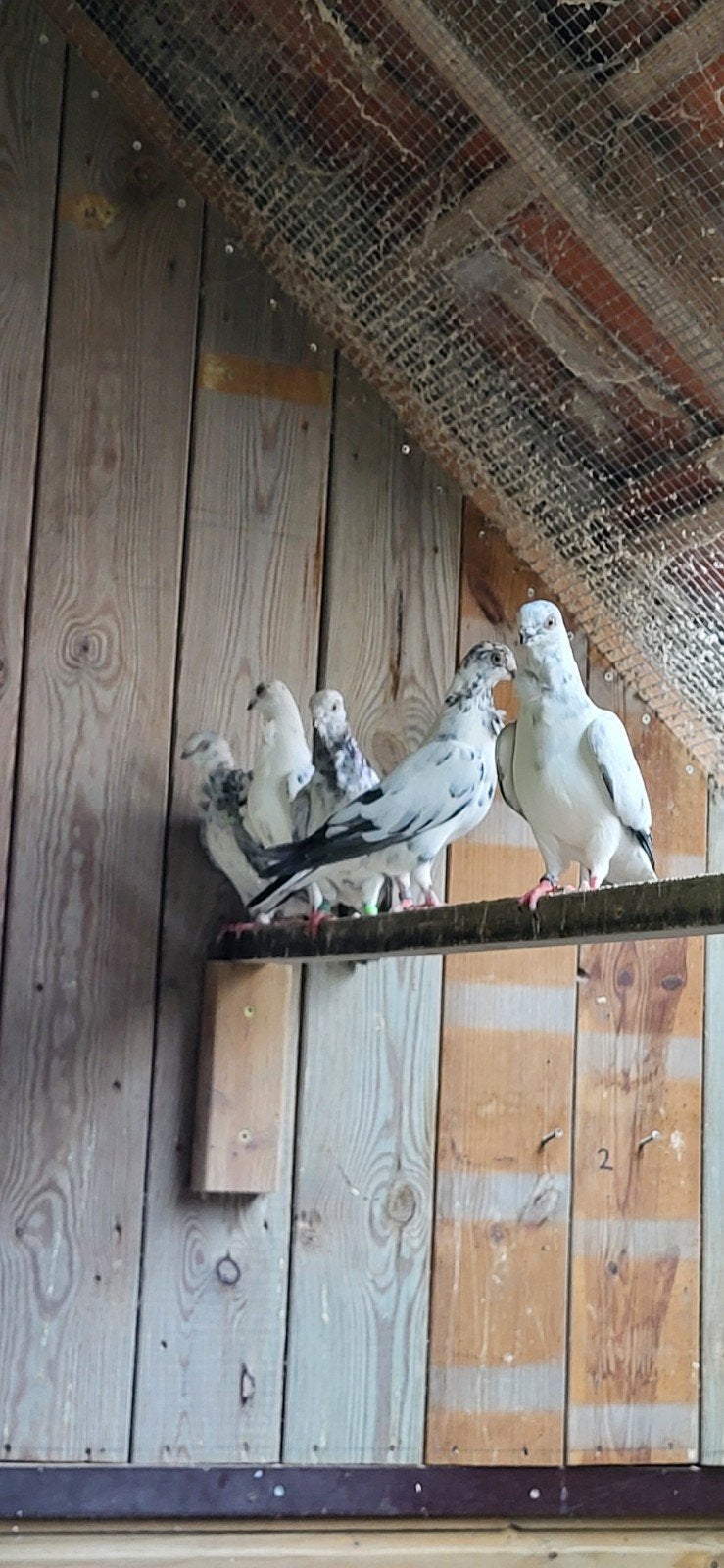 figurita duiven, Meerdere dieren, Overige soorten