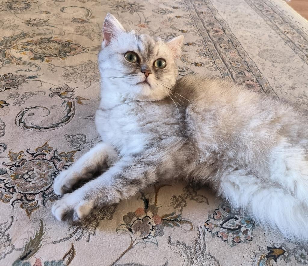 Mooie Britse Korthaar poes zoekt een nieuw thuis., Poes