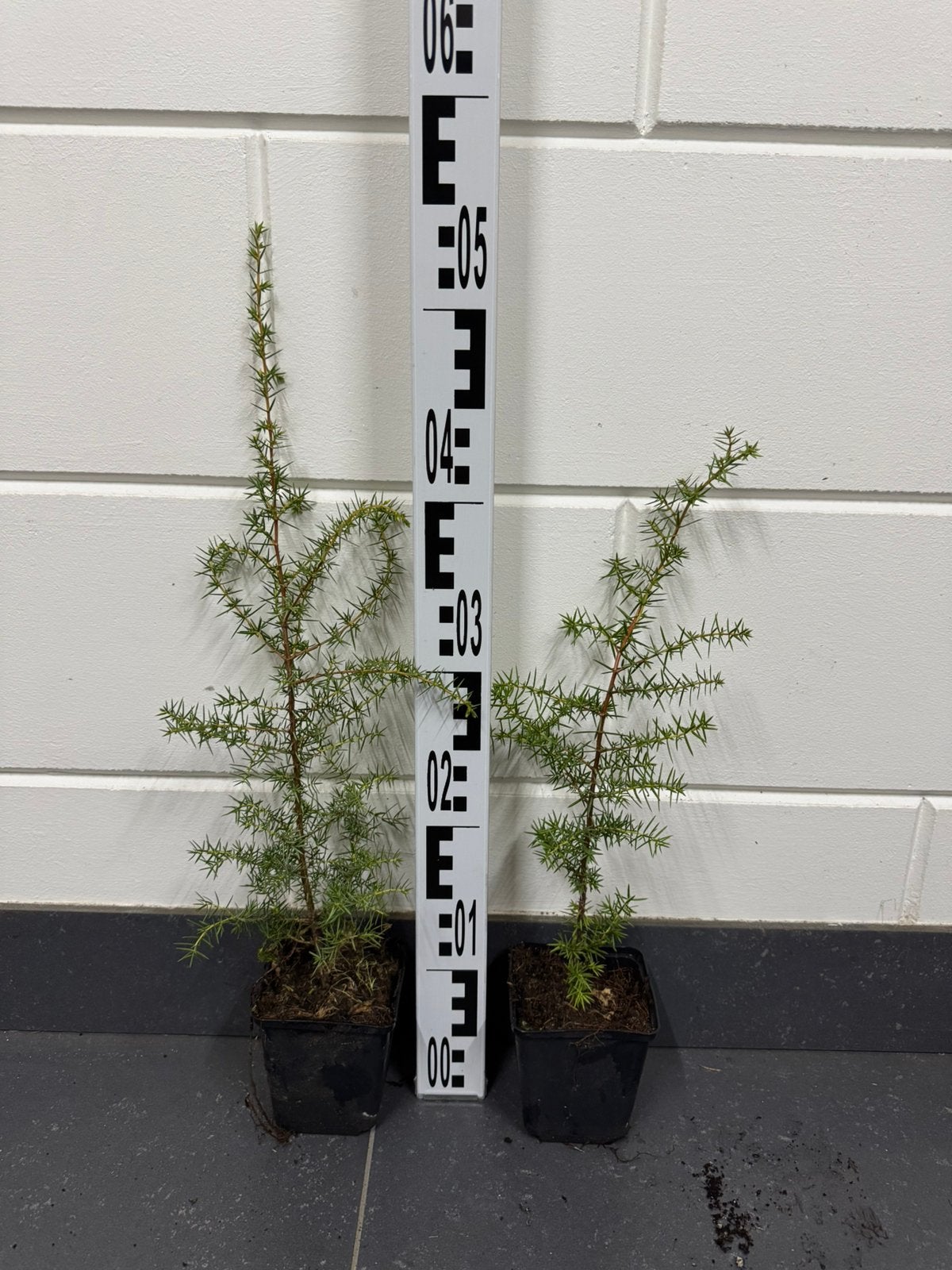 Juniperus communis - P9 (244 stuks beschikbaar), Overige soorten, Volle zon, Vaste plant, Ophalen of Verzenden