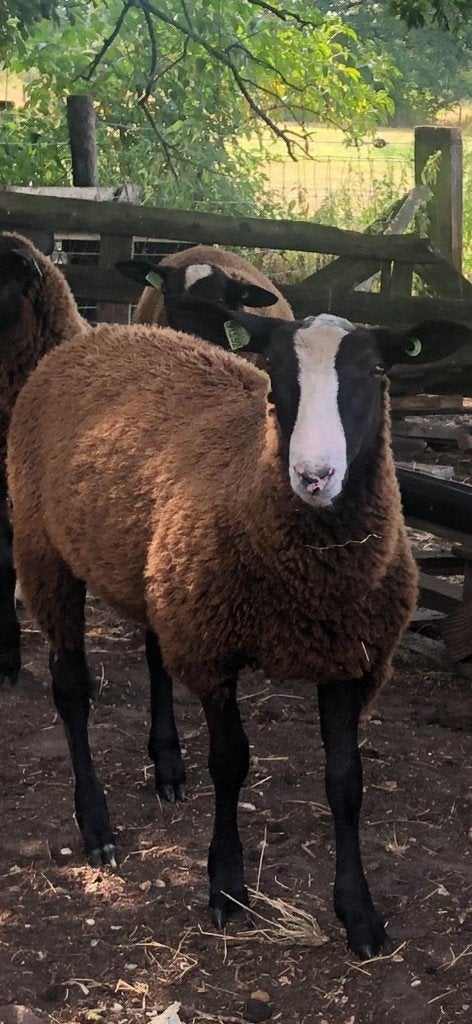 Mooie Nederlands Zwartbles Schapen fokrammen 2026, Dieren en Toebehoren, Mannelijk, Schaap, 0 tot 2 jaar