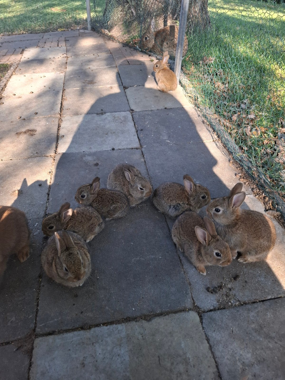 Jonge konijnen, Dieren en Toebehoren, Konijnen, Geslacht onbekend, Groot