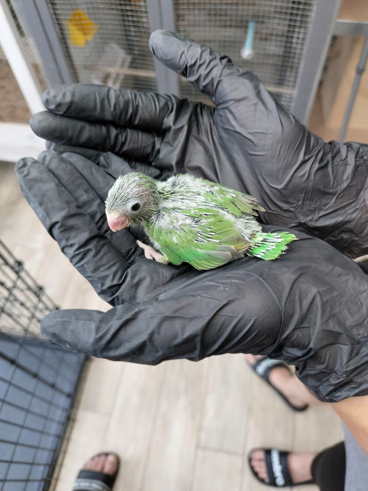 Baby forpussen, Dieren en Toebehoren, Vrouwelijk, Parkiet