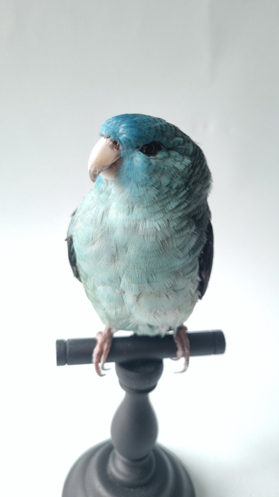 opgezette blauwe Catharina parkiet vogel, Ophalen of Verzenden, Vogel, Opgezet dier