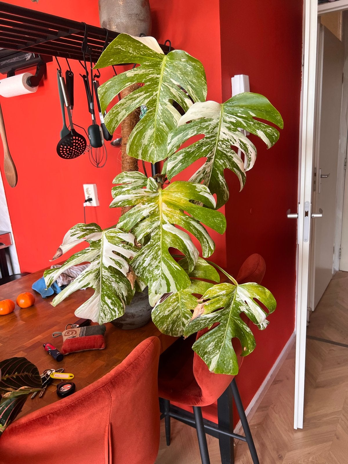 Monstera Albo Variegata - Prachtige Wit/Groene Bladeren, Ophalen, Overige soorten, Halfschaduw, In pot