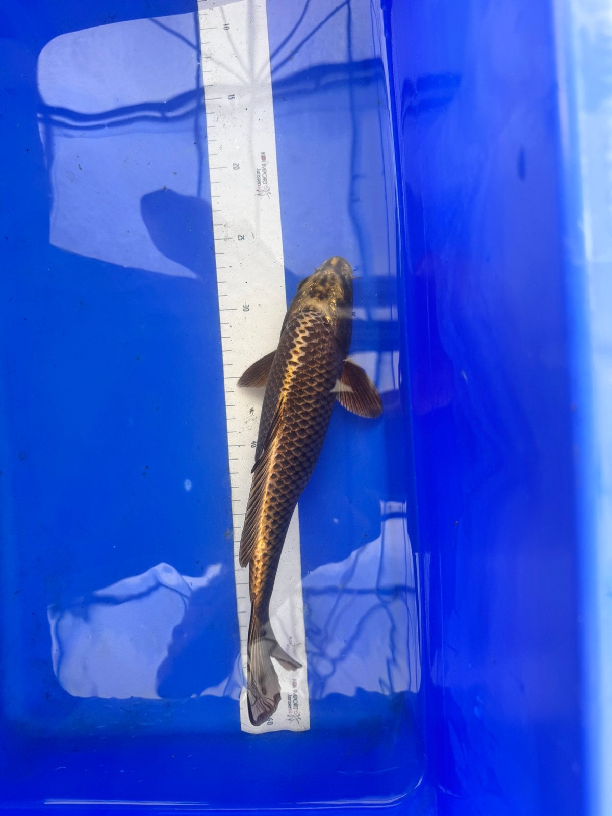 mukashi koi karper, Karper of Koi