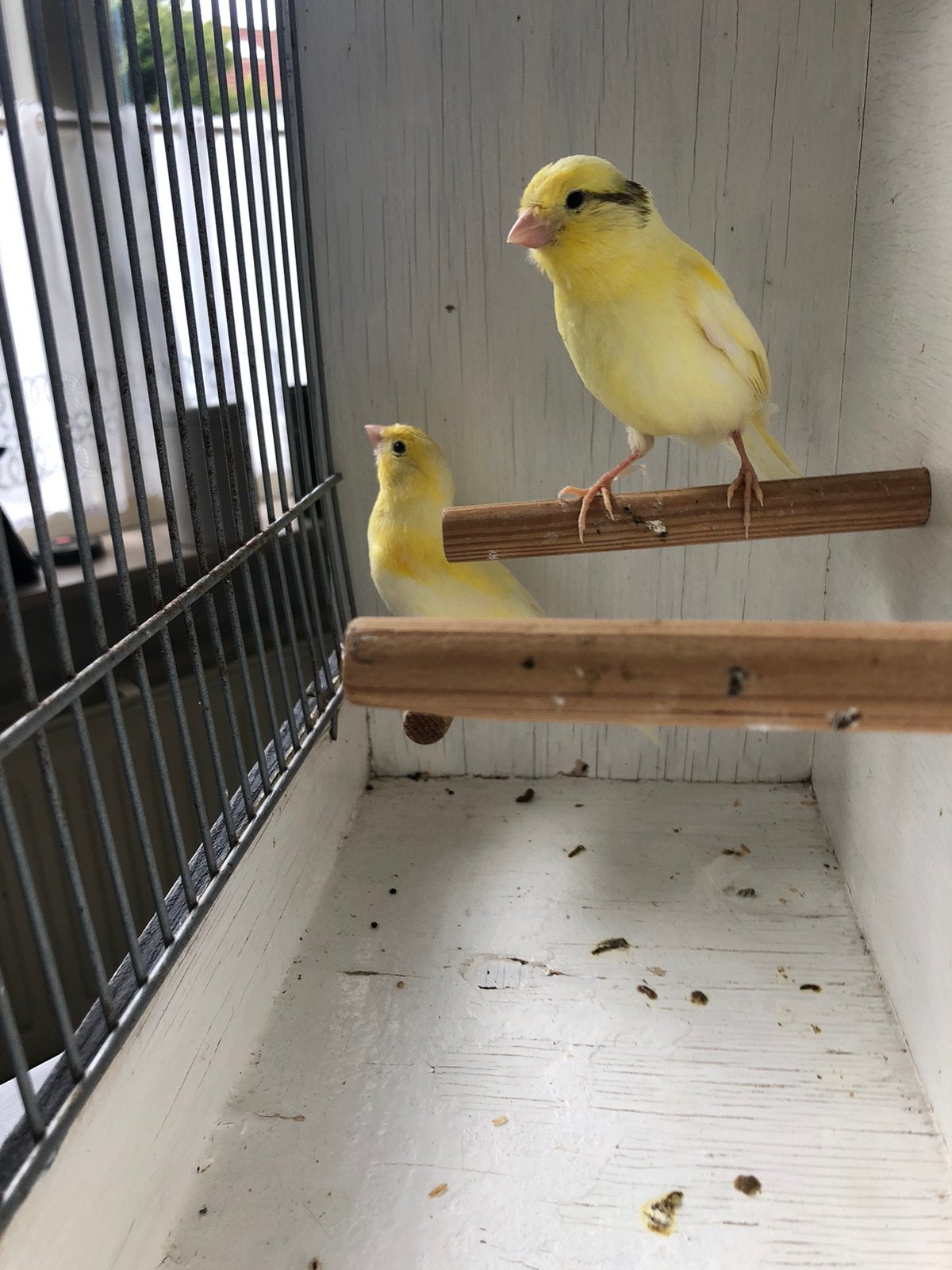 Te Koop ; Jong Koppel Gele Kanaries, Dieren en Toebehoren, Vogels | Kanaries, Meerdere dieren, Kleurkanarie