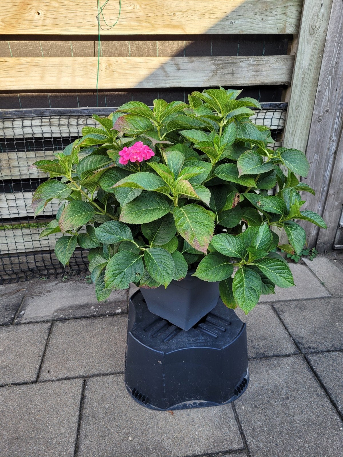 Mooi Hortensia, Ophalen, Overige soorten, Halfschaduw