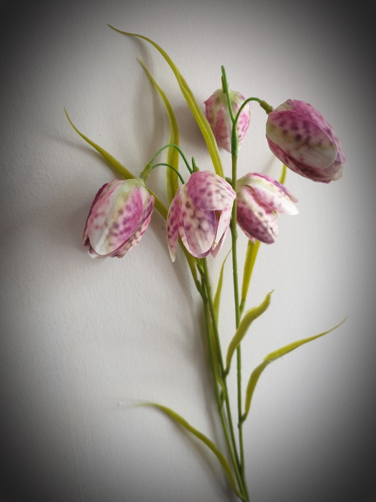 Fritillaria - kievitsbloem - zijdenbloem - zijde, Binnen, Nieuw, Ophalen of Verzenden, 60 cm