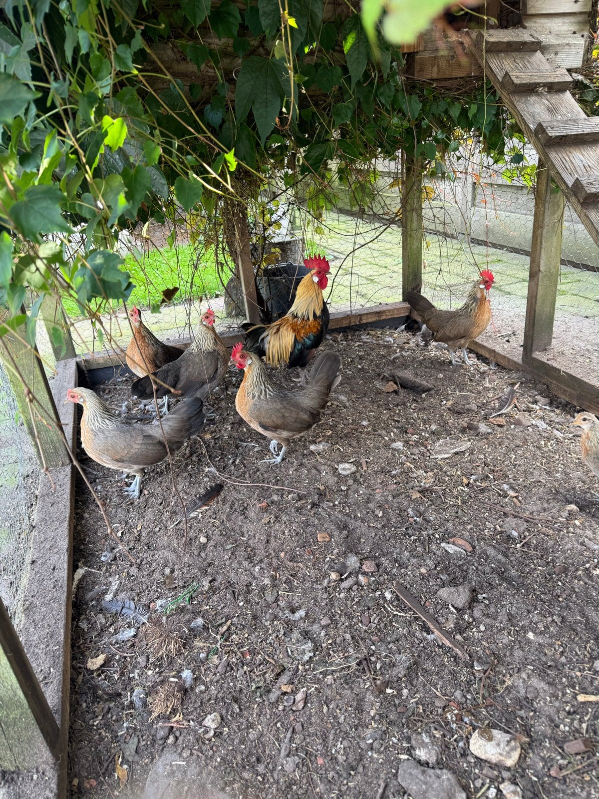 Drentse kriel hen, Vrouwelijk, Kip
