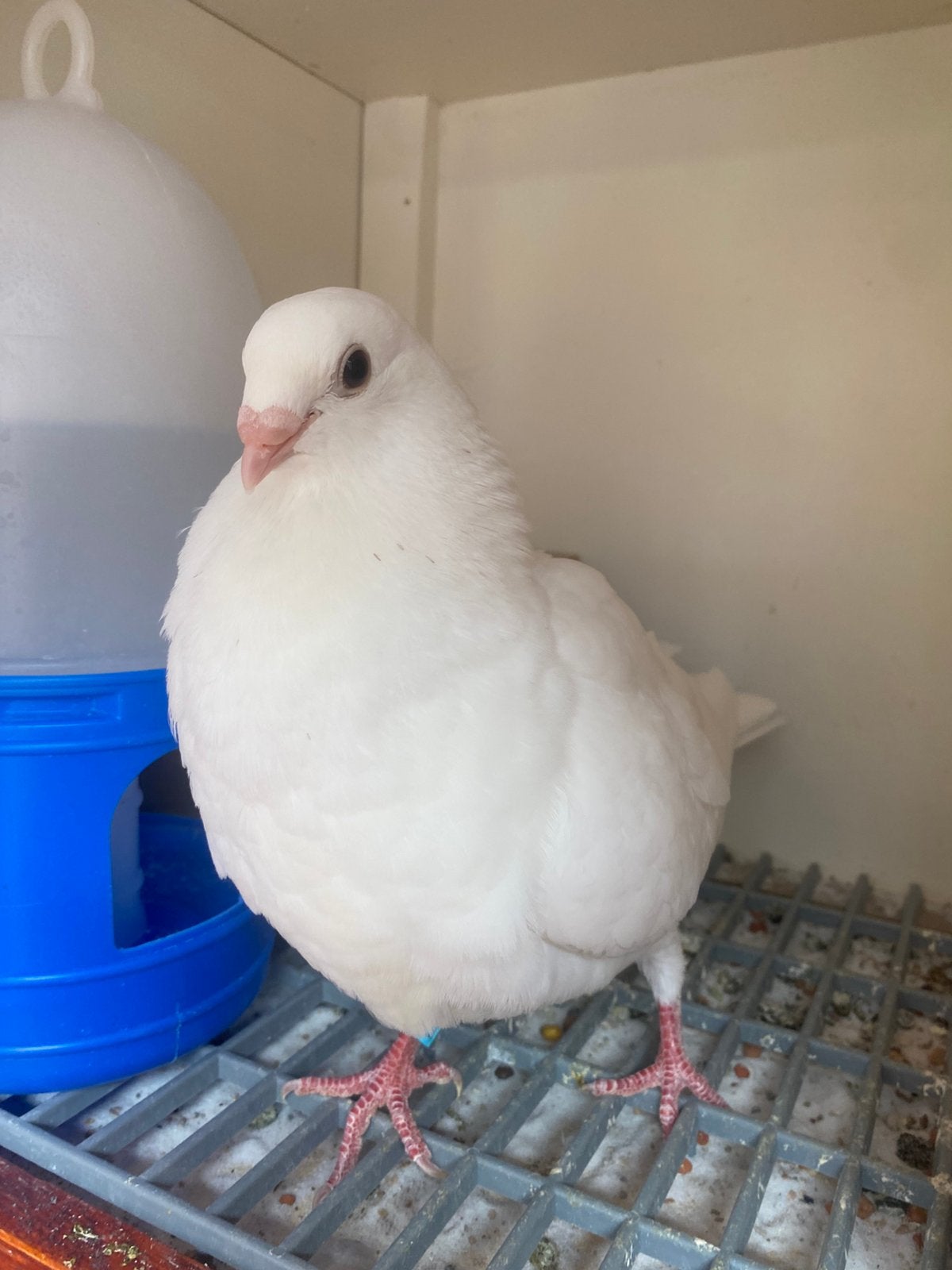 Jonge witte bastaard duif, Mannelijk, Kropper