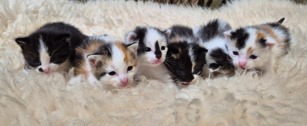 Boerderij kittens., Meerdere dieren, Kortharig, 0 tot 2 jaar