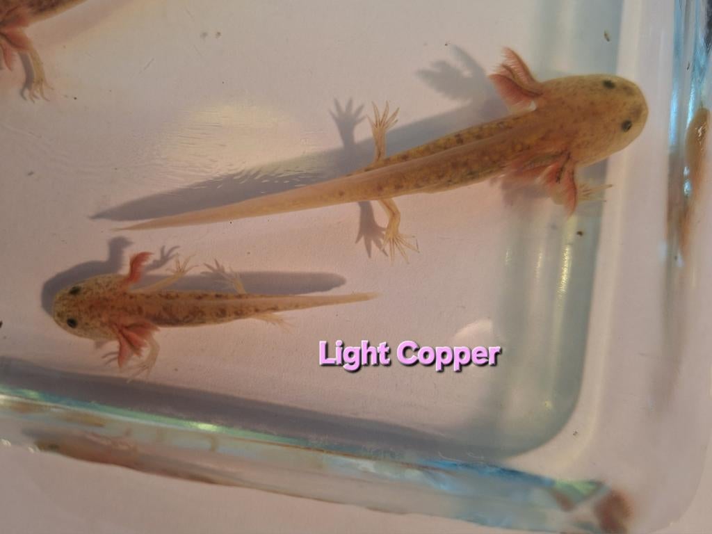 Baby axolotl. Kleur: light Copper, Dieren en Toebehoren, Amfibie, 0 tot 2 jaar