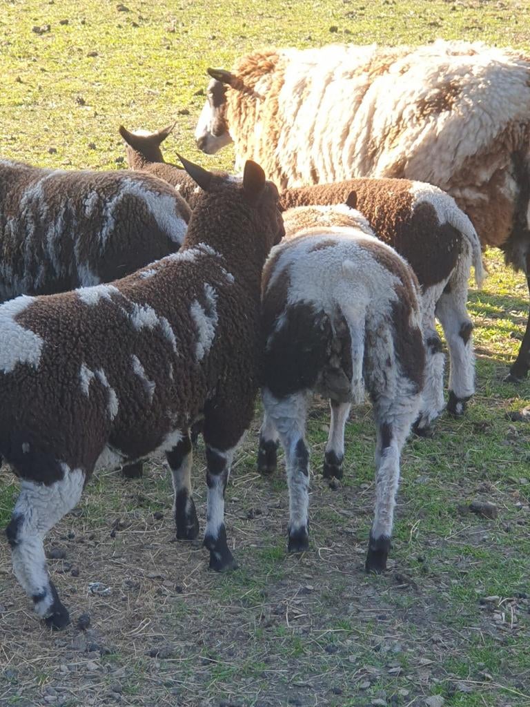 Baggerbonte schapen lammeren, Meerdere dieren, Schaap