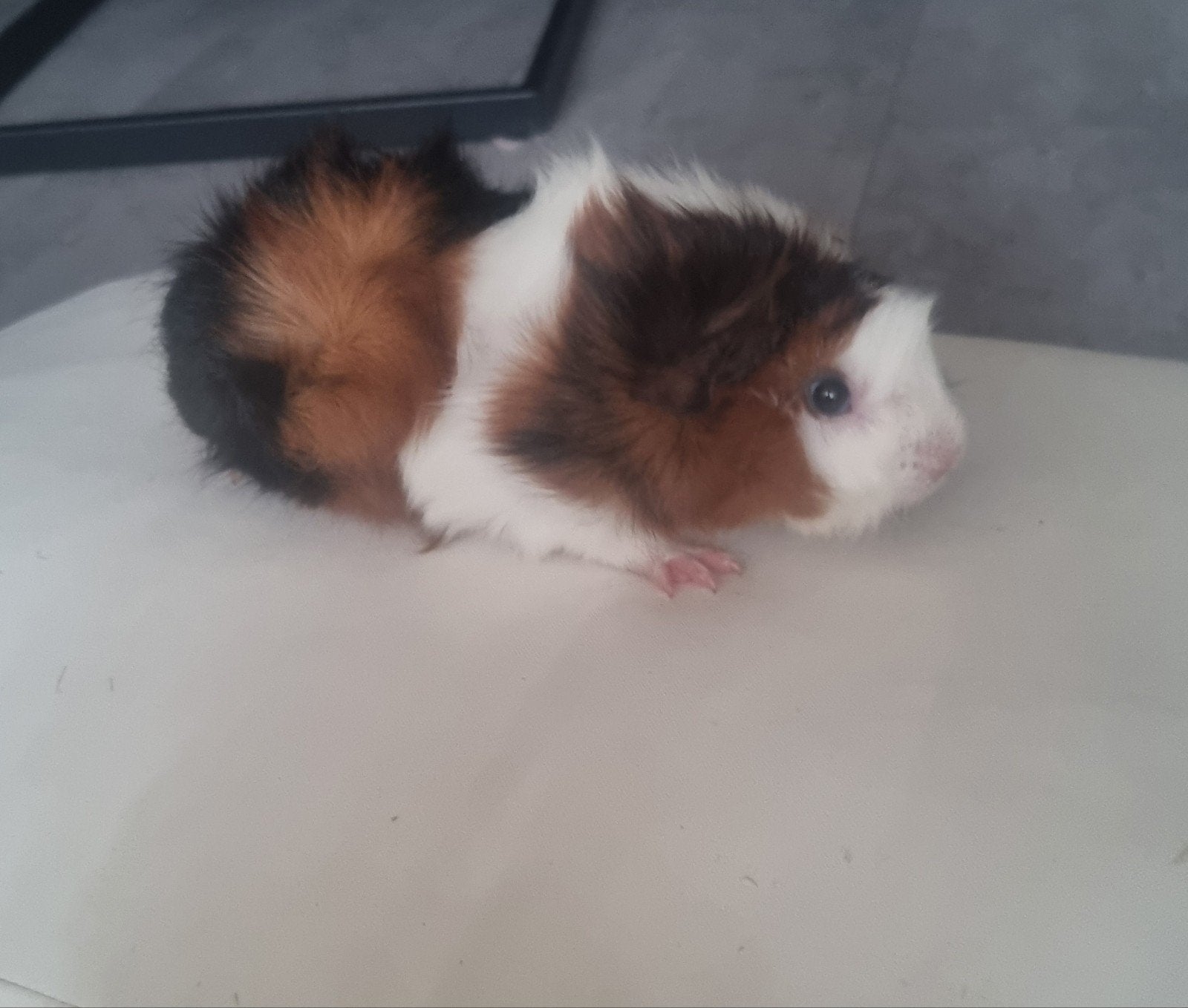 2 teddy broertjes, Dieren en Toebehoren, Ophalen of Verzenden