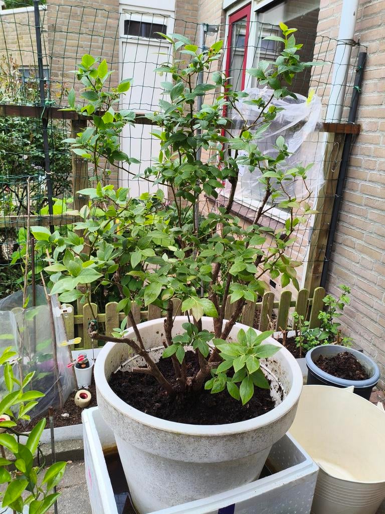 Blauwe bessen plant, Ophalen of Verzenden, Minder dan 100 cm, Overige soorten, Lente