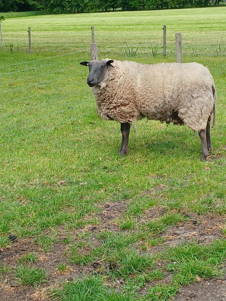 bleu du maine ram, Mannelijk, Schaap, 0 tot 2 jaar