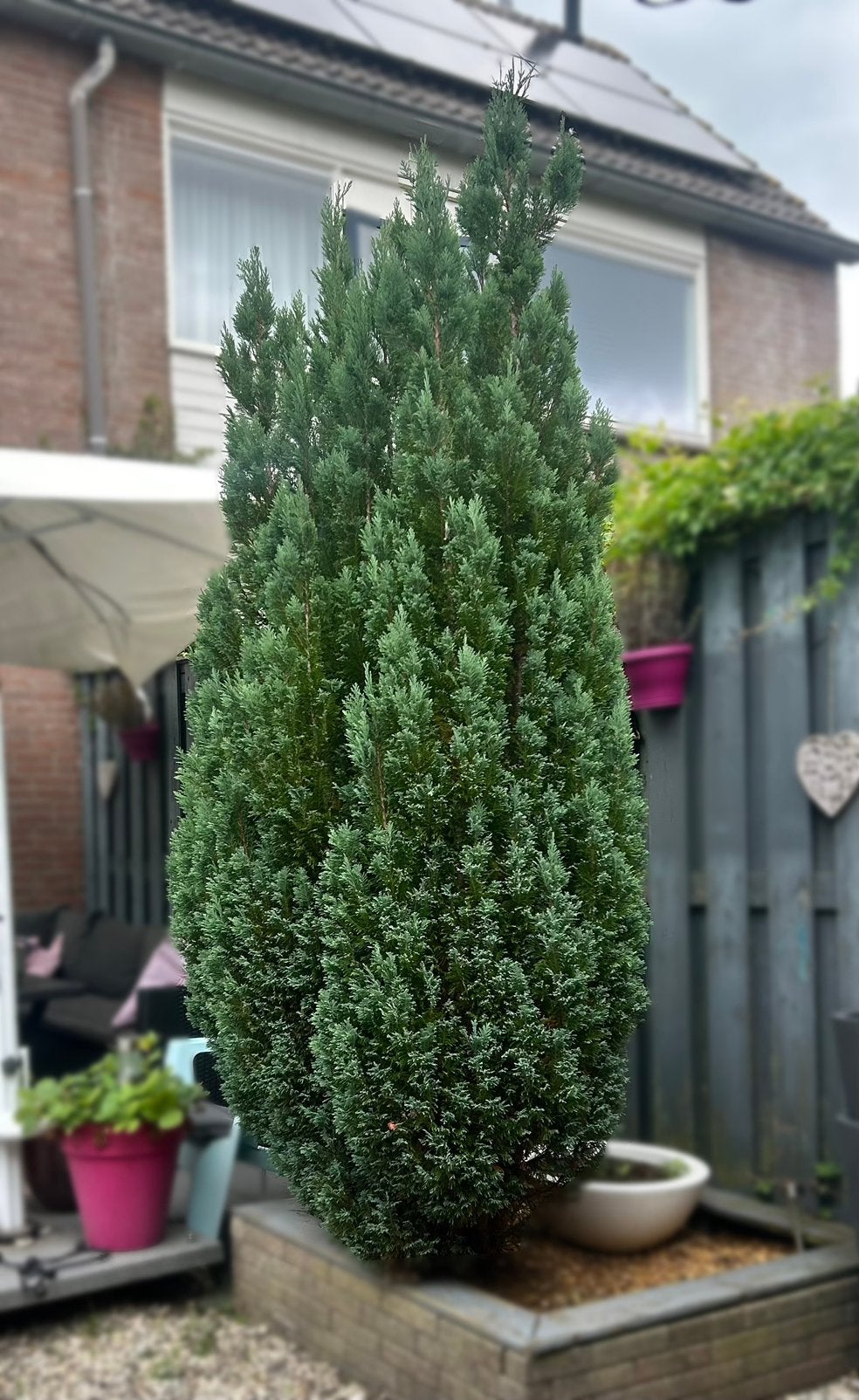 Grote blauwgroene cipres / conifeer – ca. 2,60 meter, Tuin en Terras, Planten | Bomen, Bloeit niet, Overige soorten, 250 tot 400 cm
