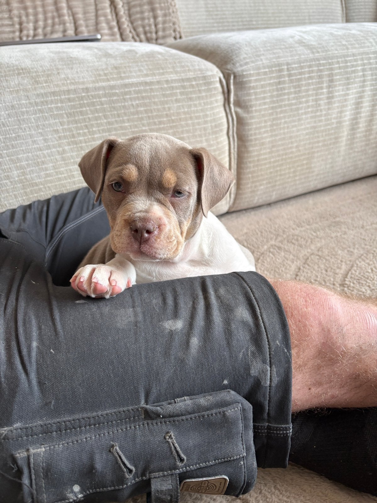 Old English Bulldog pup, Dieren en Toebehoren, Honden | Bulldogs, Pinschers en Molossers, Parvo, 8 tot 15 weken, Teef, Bulldog