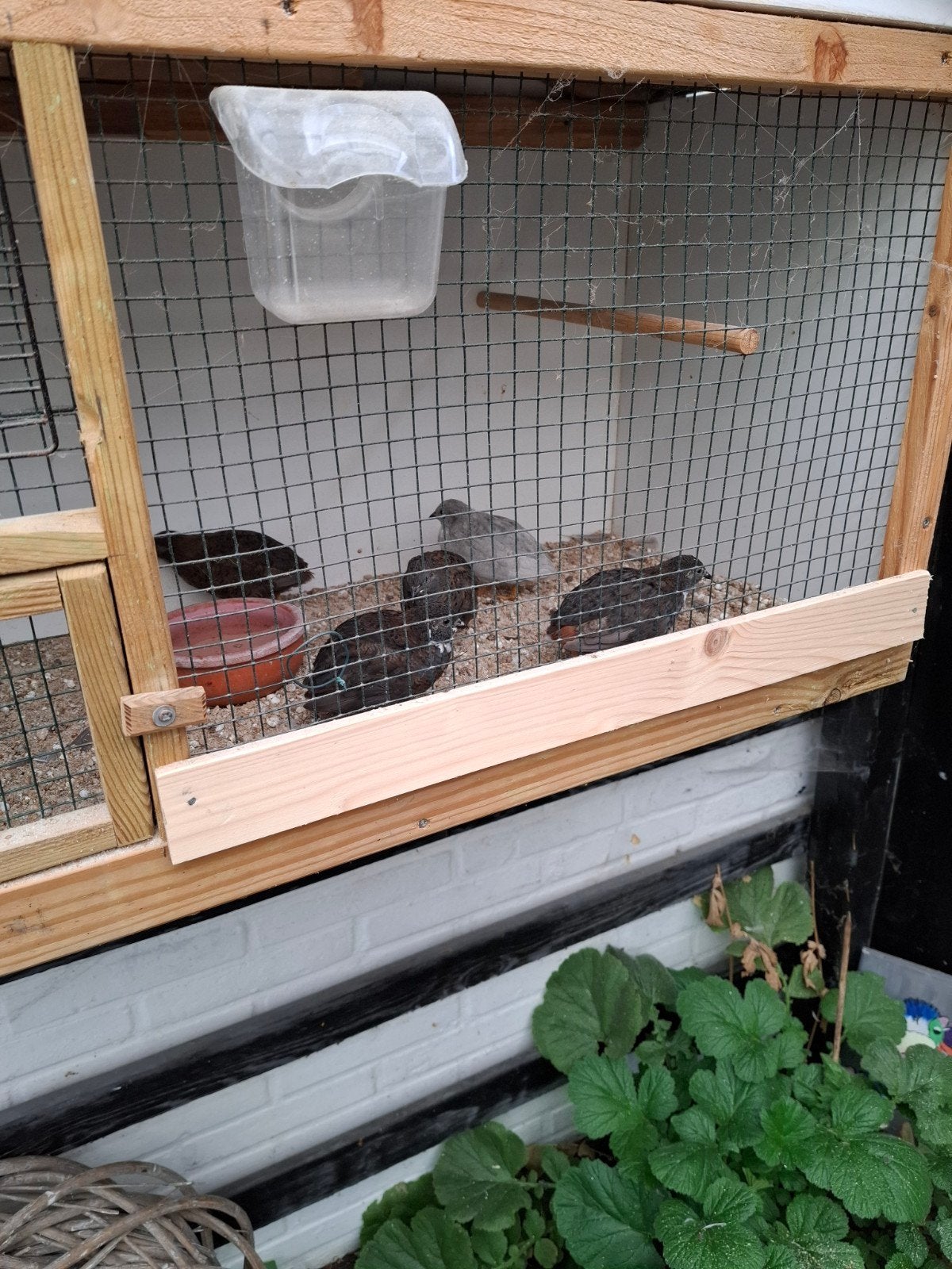 chinees kwartels, Dieren en Toebehoren, Vogels | Overige Vogels, Meerdere dieren
