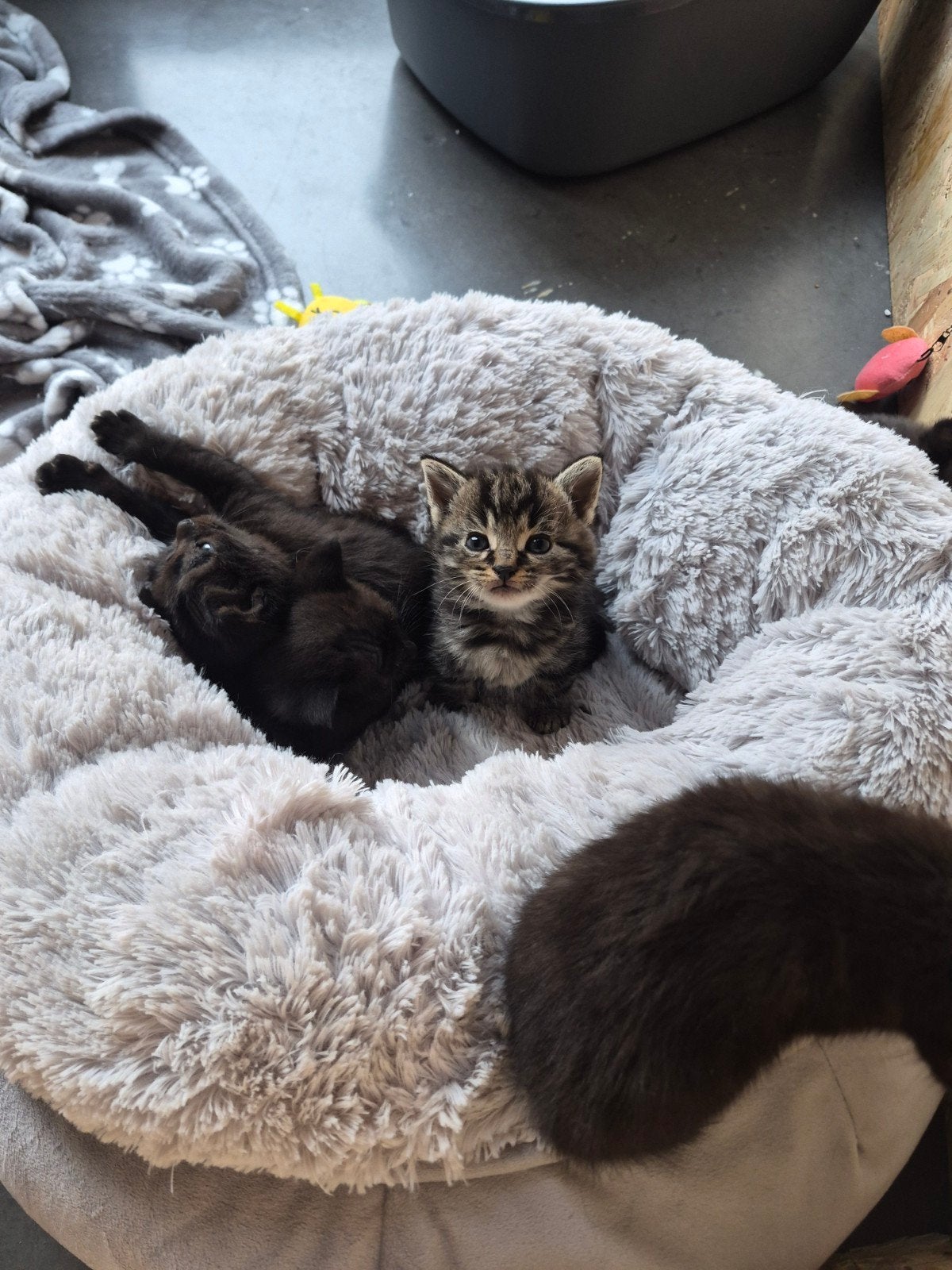 kittens, Dieren en Toebehoren, Kater, 0 tot 2 jaar