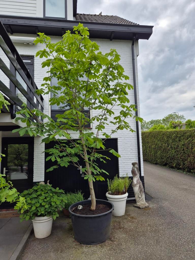 Grote boom in pot - Ideaal voor tuin of terras, Tuin en Terras, Planten | Bomen, 400 cm of meer, Volle zon, In pot, Overige soorten
