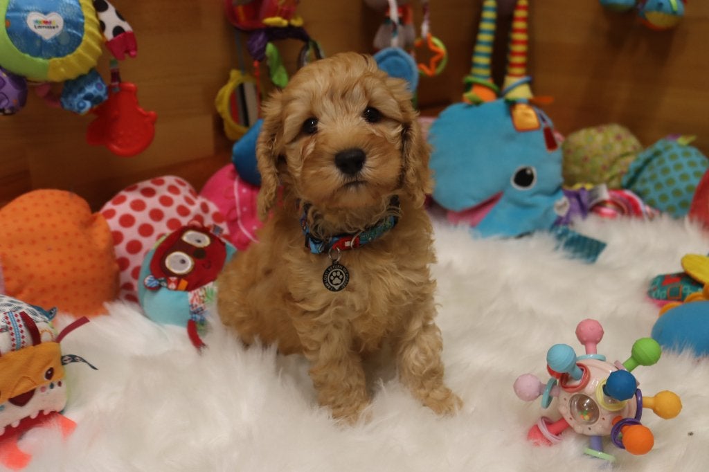 Prachtige mini labradoodle pups, Nederland, Overige rassen, 8 tot 15 weken, CDV (hondenziekte)