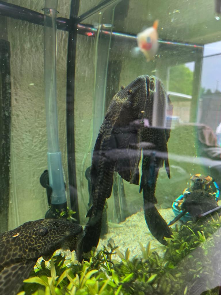 2x zuignap harnasmeerval (Pleco), Dieren en Toebehoren, Vissen | Aquariumvissen, Vis