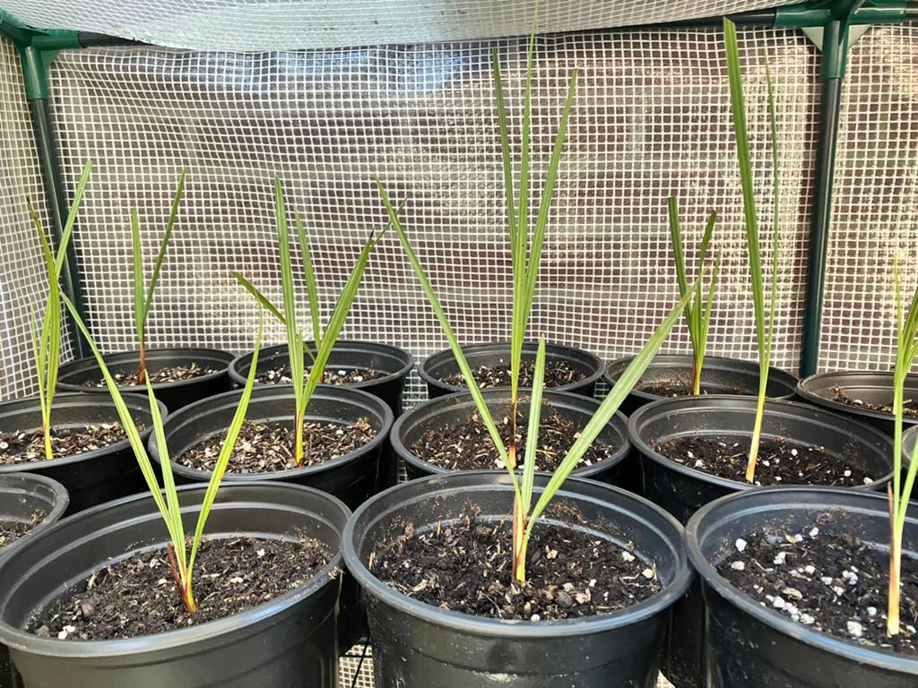 Brahea armata 2-3 jarige Palm seedlings, Tuin en Terras, Planten | Tuinplanten, Verzenden, Bloeit niet, Overige soorten, Volle zon