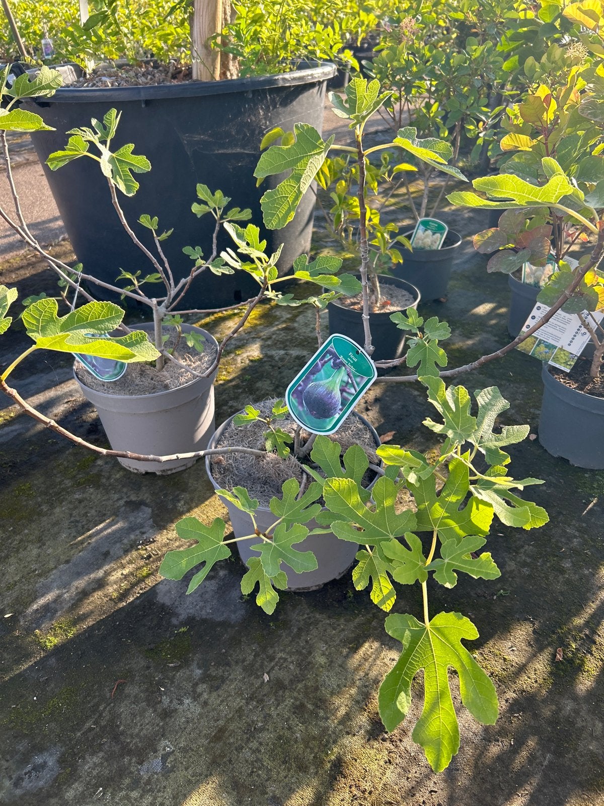 Ficus Brown Turkey - Vijgenboom in 5 liter pot, Tuin en Terras, Ophalen, Volle zon, Vaste plant, Zomer