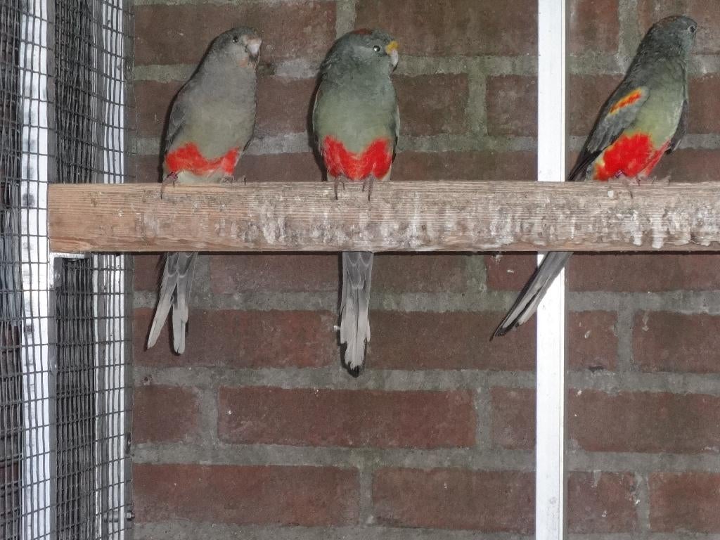 Veelkleuren, Dieren en Toebehoren, Meerdere dieren, Parkiet, Geringd