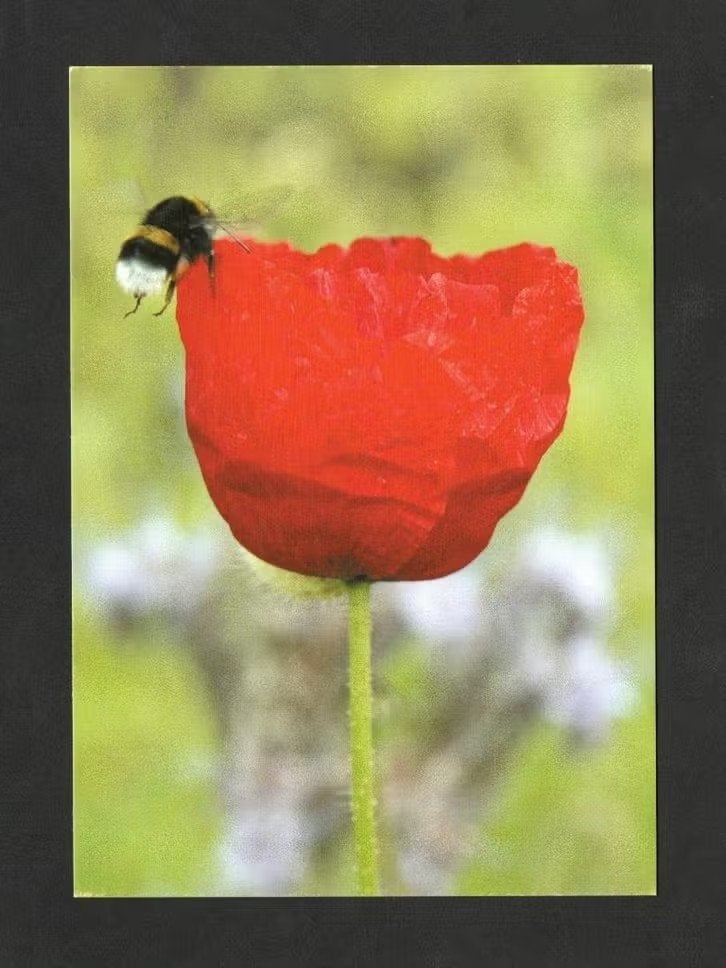 Hommel Bij op Klaproos Papaver door Marjolein Willemsen., Ophalen of Verzenden, 1980 tot heden, Ongelopen, Overige soorten