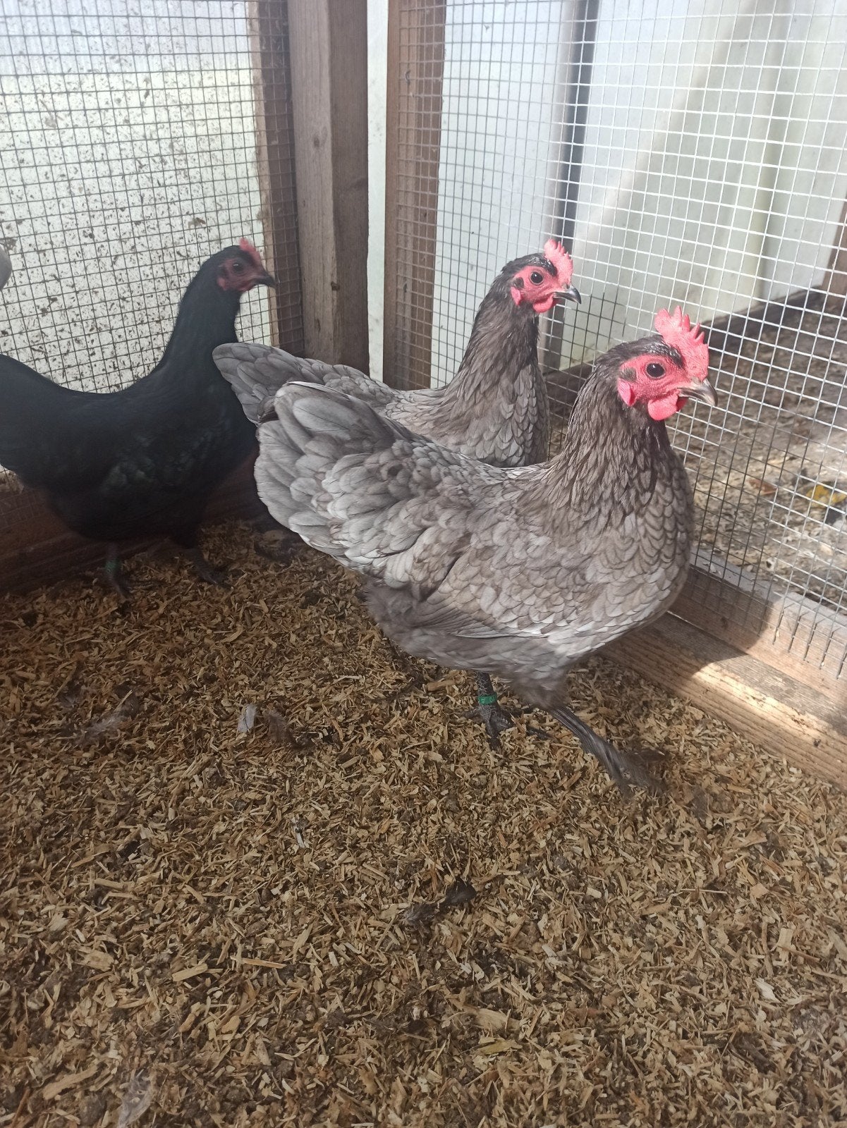 Toom australorp kriel blauw en broedeieren gezocht faverolle, Dieren en Toebehoren, Pluimvee, Meerdere dieren, Kip