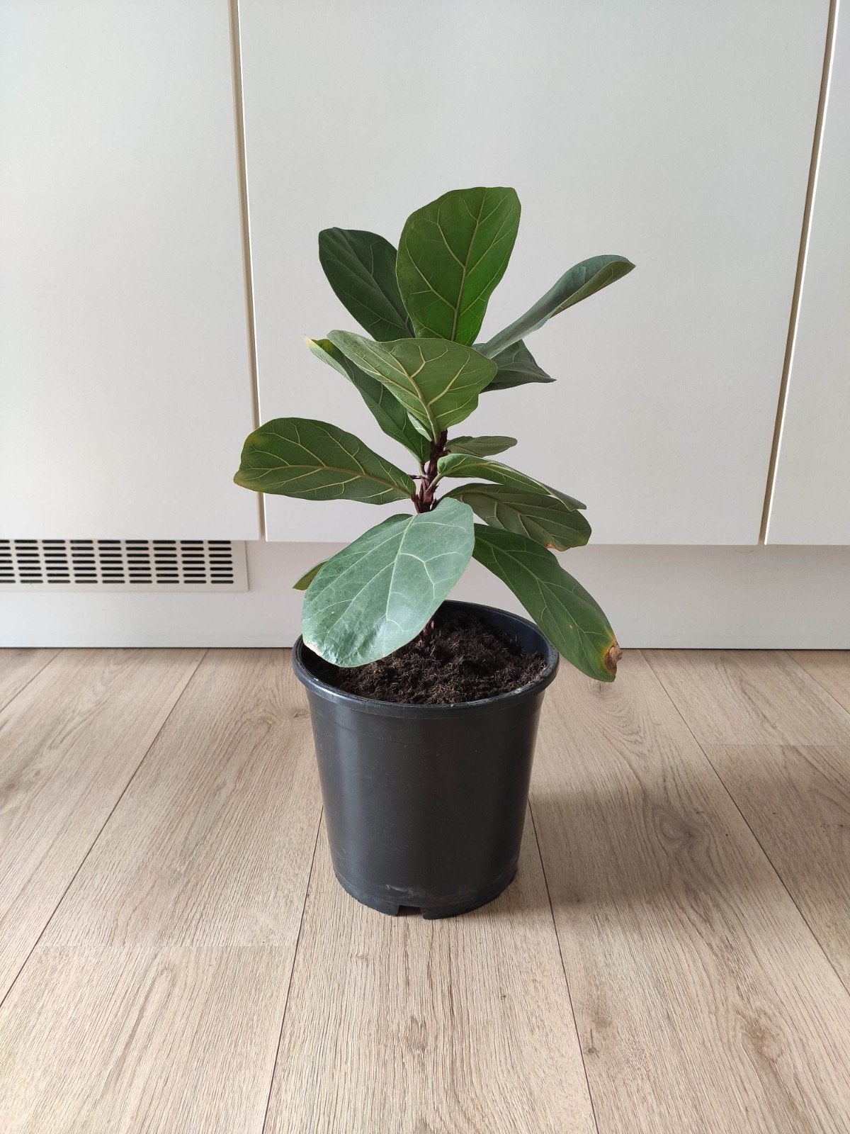 Ficus Lyrata (Tabaksplant) - 30cm, Ophalen, Ficus, Halfschaduw, In pot