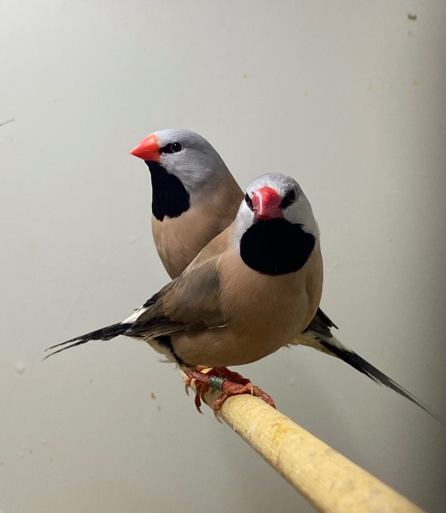 Spitsstaart amadines, Meerdere dieren