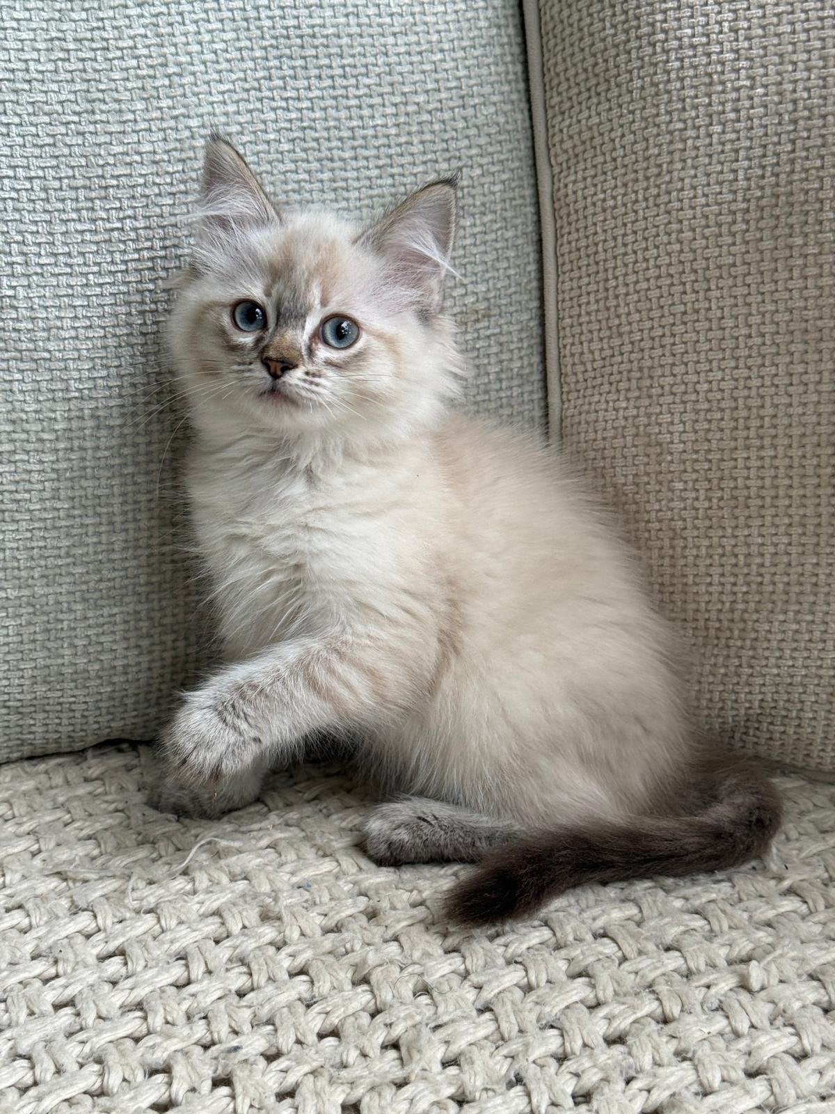 Prachtige, super aanhankelijke Ragdoll kittens, Dieren en Toebehoren, Katten en Kittens | Raskatten | Langhaar, Meerdere dieren