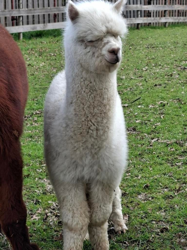 Alpaca hengstje, September, Mannelijk