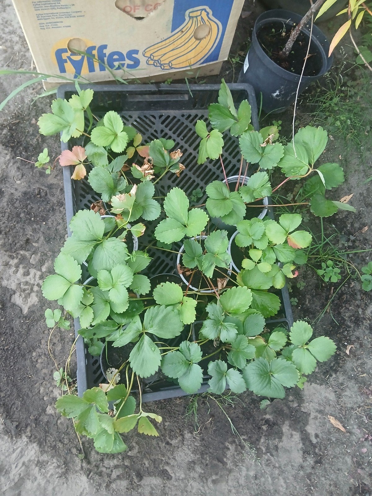 Verse aardbeiplantjes voor uw tuin, Volle zon, Vaste plant, Ophalen of Verzenden, Fruitplanten