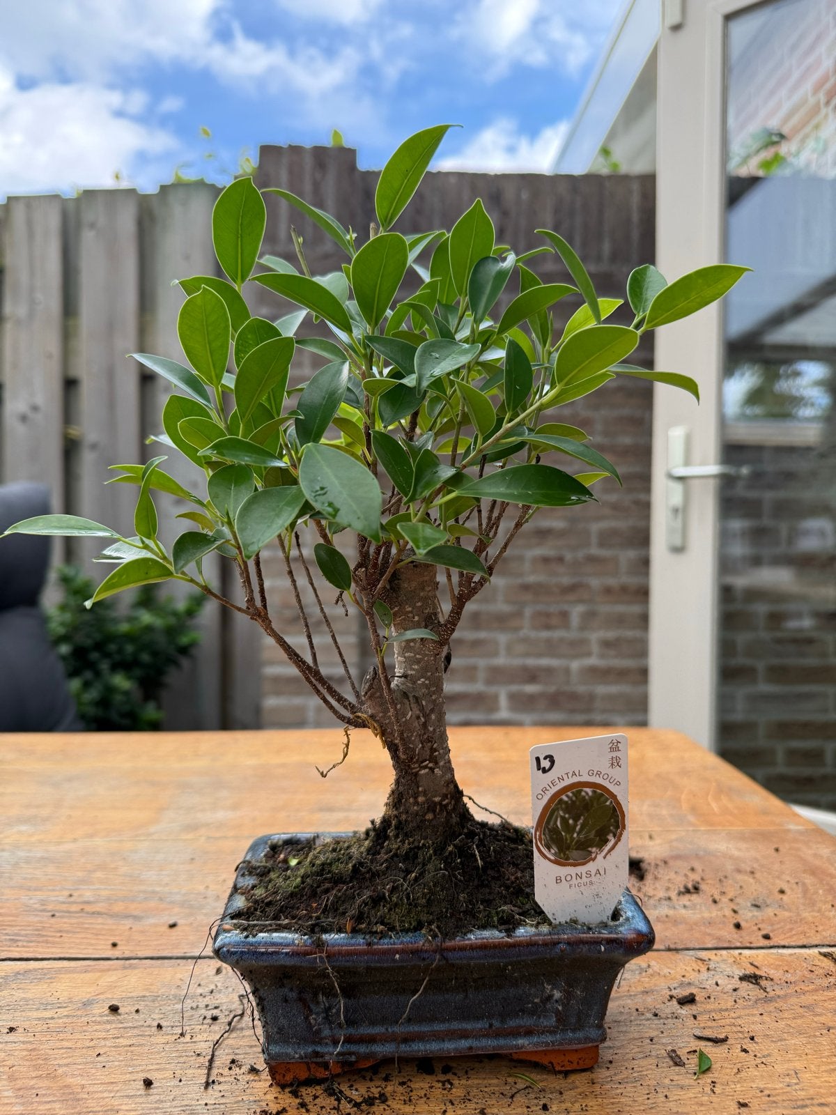 Ficus Bonsai, Huis en Inrichting, Ficus, In pot, Minder dan 100 cm, Groene kamerplant