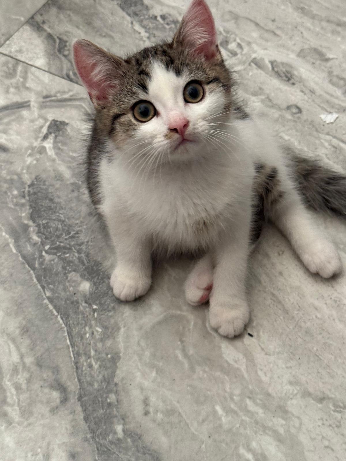 1 laatste half britse korthaar kitten te koop!, Kater, Ontwormd